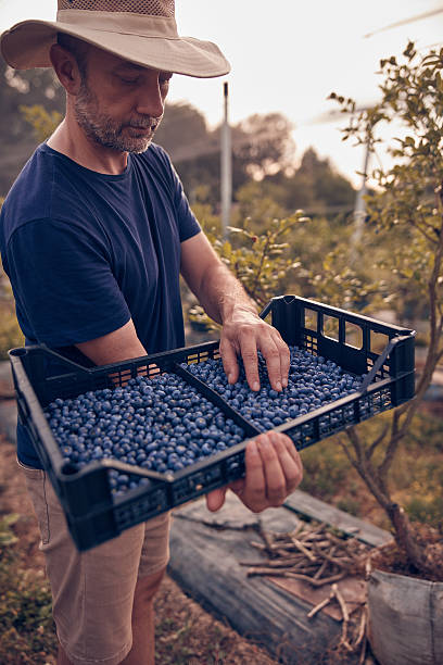 istock Farmer picking fresh blueberries on a farm. 2244592518