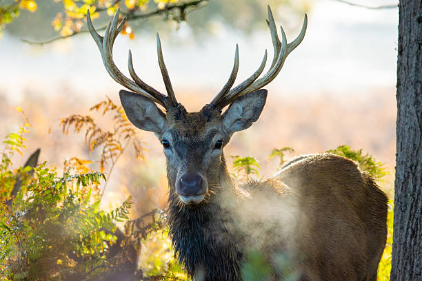 istock Red Deer Stag Staring in Sunny Autumn Forest 2244593167