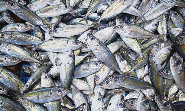 istock Freshly caught sea fish at a market, selective focus, Borneo, Ma 2244594292