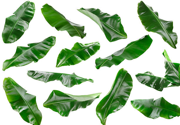 istock Bright green banana leaves isolated on white, set 2244596465