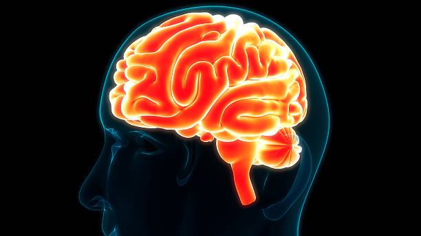 istock Central Organ of Human Nervous System Brain Anatomy 2244599719