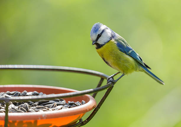 little bird feeding on a bird feeder with sunflower seeds. Blue tit