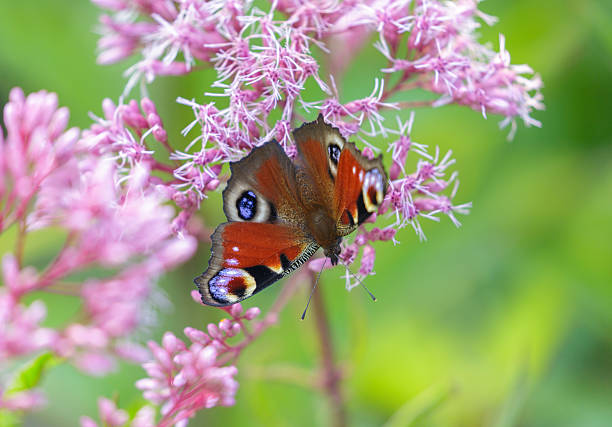 close up of butterfly peacock on pink flower on colorful background