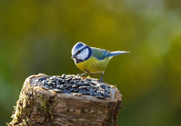 istock bird feeding on a bird feeder with sunflower seeds. Blue tit 2244600357