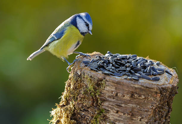 The Great Tit - beautiful garden bird