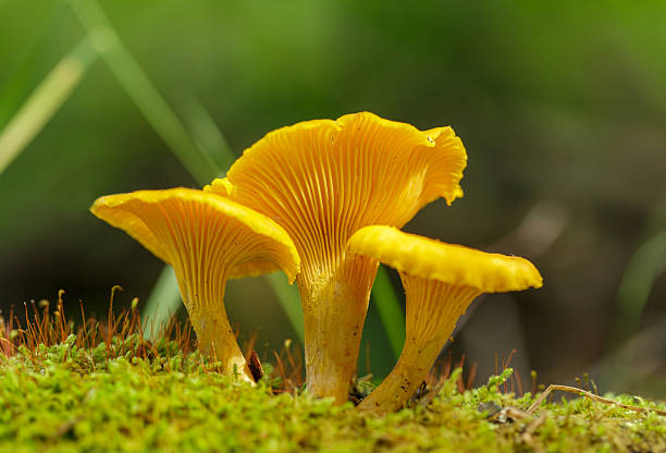 istock Chanterelle mushrooms in forest. Edible mushrooms 2244600391