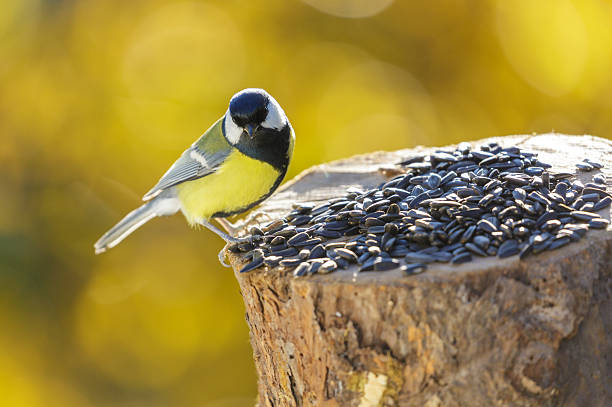 istock bird feeding on a bird feeder with sunflower seeds. Great tit 2244600401