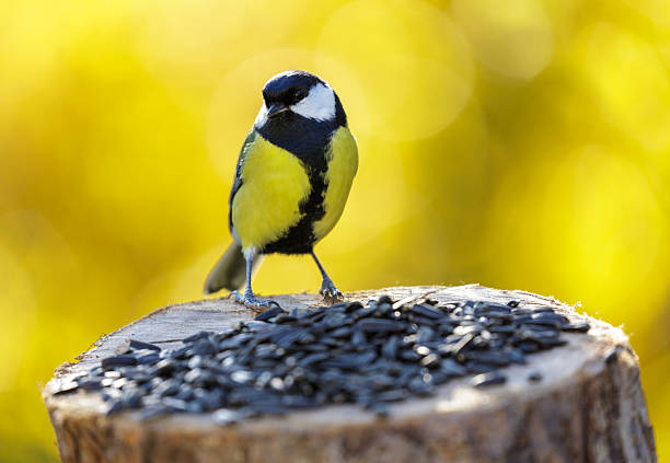 istock bird feeding on a bird feeder with sunflower seeds. Great tit 2244600403