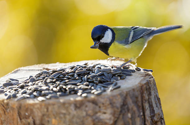 istock bird feeding on a bird feeder with sunflower seeds. Great tit 2244600408