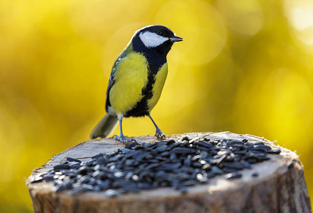 istock bird feeding on a bird feeder with sunflower seeds. Great tit 2244600413