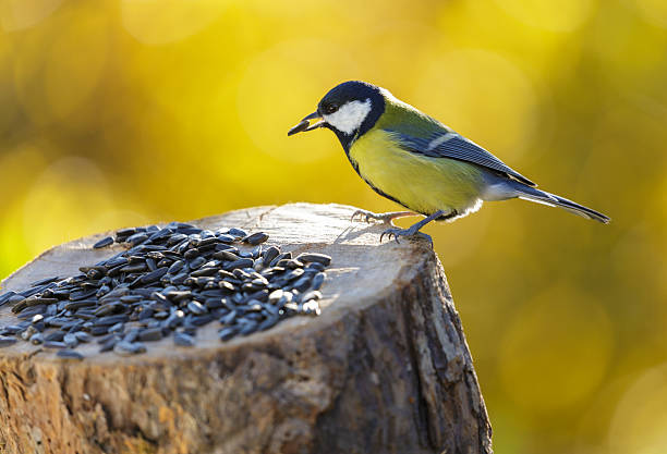 istock bird feeding on a bird feeder with sunflower seeds. Great tit 2244600439