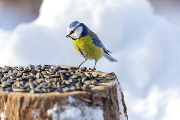 little bird feeding on a bird feeder with sunflower seeds. Blue tit
