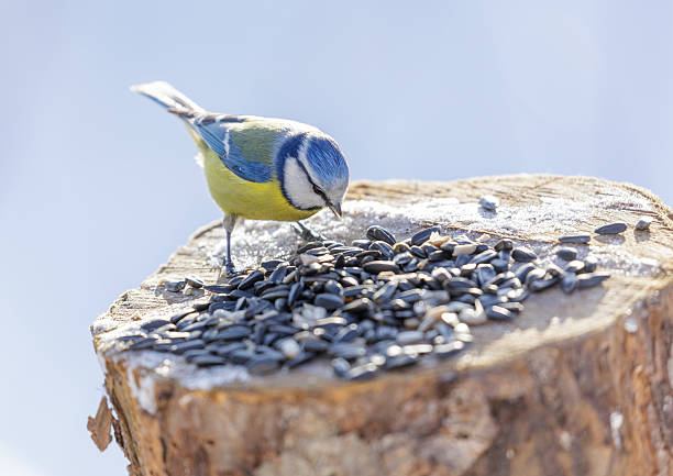 istock bird feeding on a bird feeder with sunflower seeds. Blue tit 2244600465