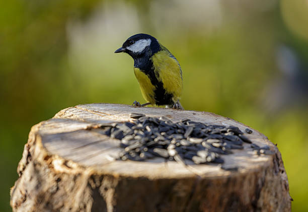 istock bird feeding on a bird feeder with sunflower seeds. Great tit 2244600472