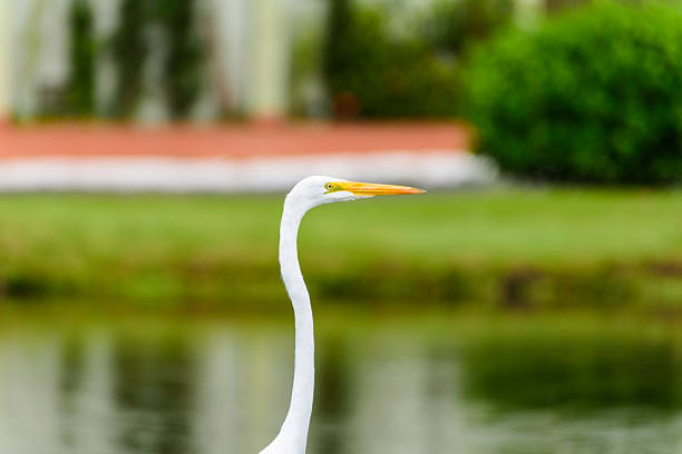 Heron in the grass near the lake