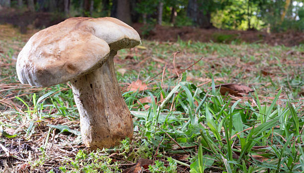 Mushroom standing tall above the grass with trees behind