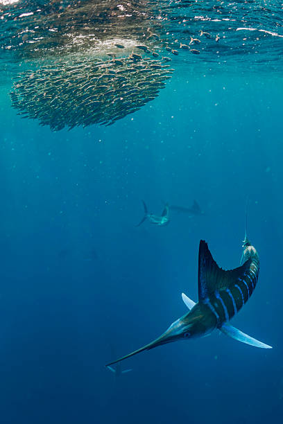 istock Stripped marlin (Kajikia audax) hunting sardines (Bahia Magdalena) Mexico 2244601908