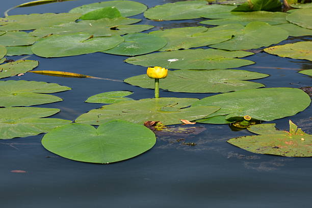 istock Blooming Spatterdock (yellow water lily) on the lake in summer 2244603635