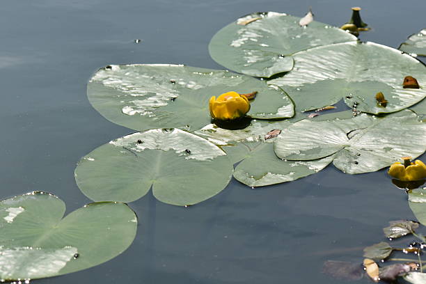 istock Blooming Spatterdock (yellow water lily) on the lake in summer 2244603706