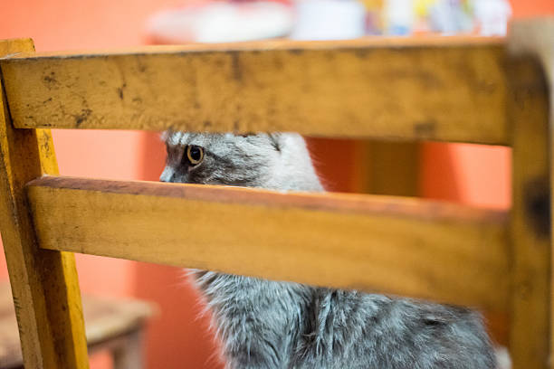 Gray cat behind wooden chair