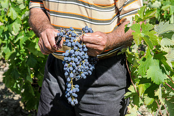 Bunch of purple grapes held by farmer