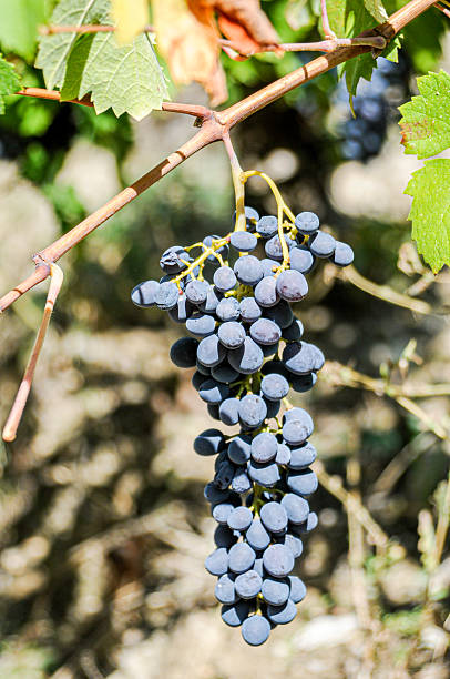Bunch of purple grapes on a branch
