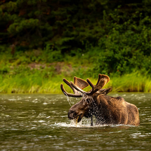 istock Grazing Moose Has Water Raining Down After Lifting Head From Water 2244605637