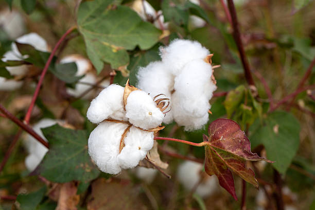 istock Cotton fields ready for harvesting, agriculture 2244606646
