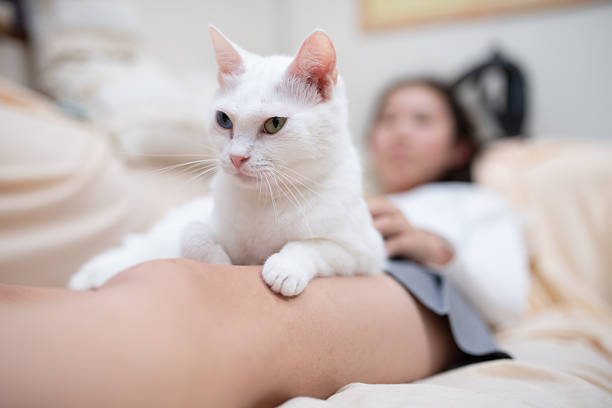 istock Cat and girl relaxing at home 2244607884