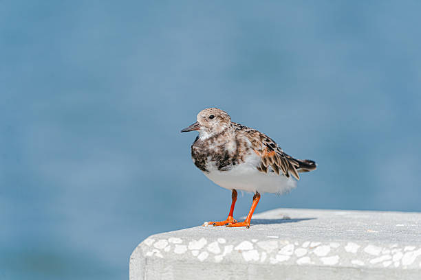 A ruddy turnstone posing for a portrait, looking around.