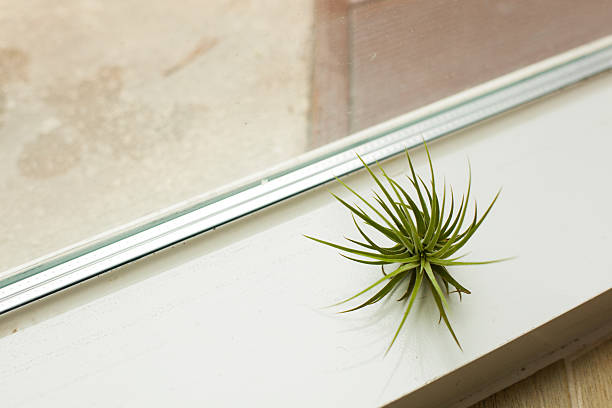 A unique, close-up shot of a single Tillandsia air plant (without a pot) placed directly on a glossy white window ledge. The composition is dynamic, featuring a strong diagonal line from the window frame and a subtle reflection adding depth. Illuminated by soft, bright natural light, this image perfectly captures the essence of indoor gardening and urban living. Excellent for articles on plant care, air quality, modern home details, and simple lifestyle blogs.