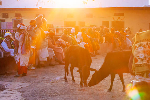 Happy Pongal religious traditional festival of south Indian cow with traditional decoration