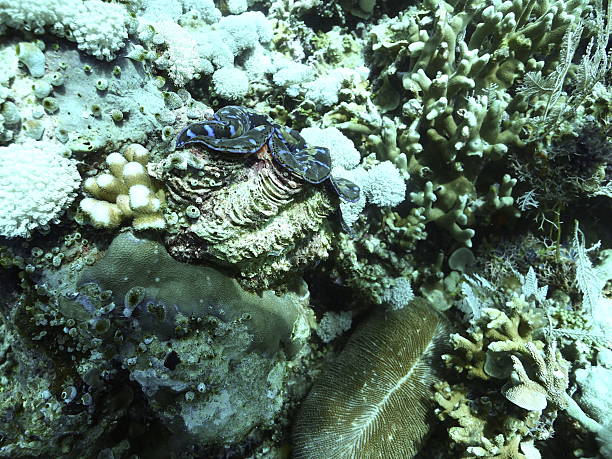 istock Giant Clam (Tridacna gigas) side view on coral reef at Bunaken 2244612495