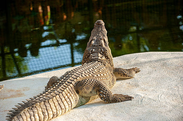 Crocodile isolated on white background. Image with Clipping path. Top view.