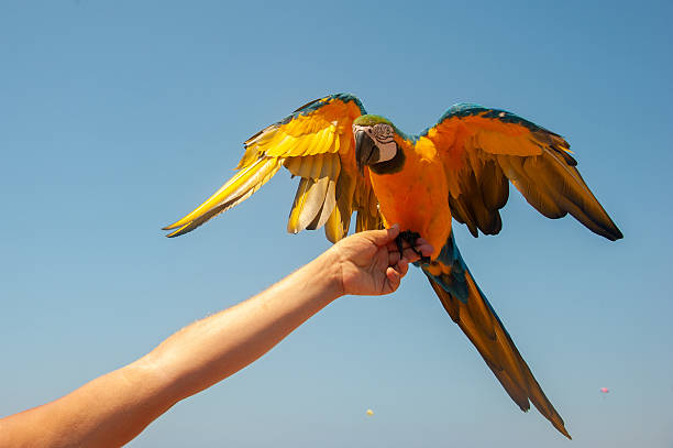 Yellow and blue macaw parrot on a man's arm