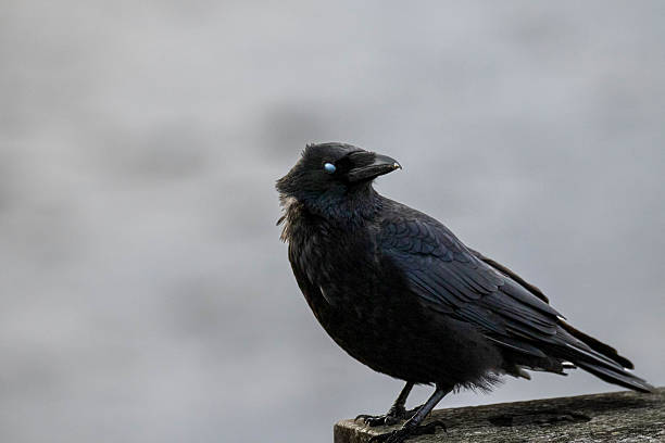 istock No-Eyed Raven 2244614693