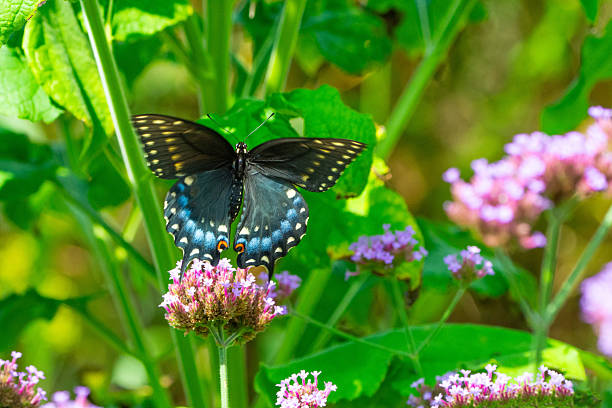 Butterflies Shot in the UK