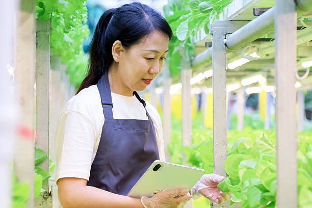 istock Greenhouse pipe hydroponic vegetables, organic vegetables 2244615639