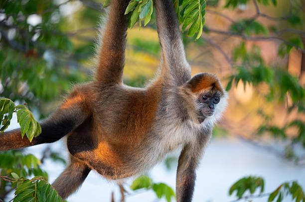 istock Close up portrait of monkey on tree 2244616071