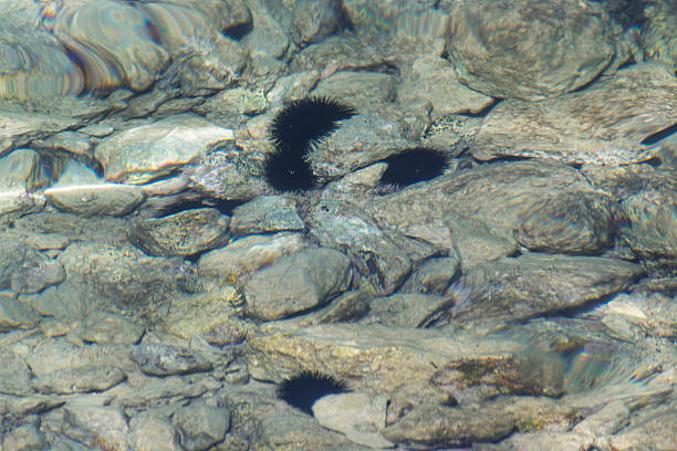 Sea urchins among rocks in clear shallow water.