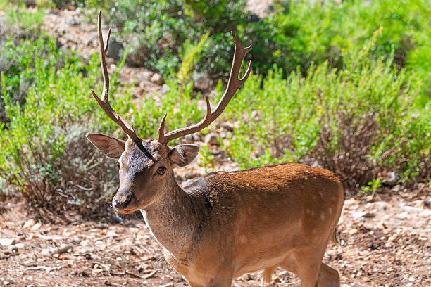 istock Majestic fallow deer with antlers in forest landscape under sunlight 2244616239