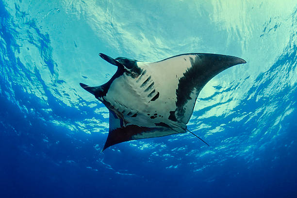 istock Oceanic manta ray (manta birostris) in Revillagigedo archipelago (Mexico) 2244617143