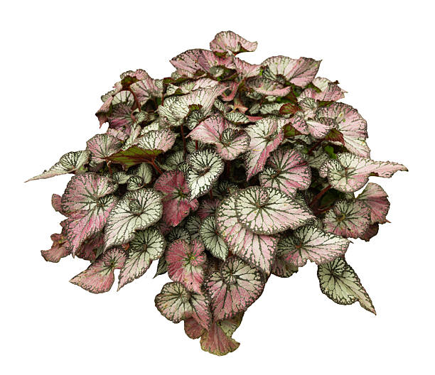 istock Tropical pink variegated begonia plant isolated on white background 2244617963