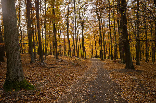 A path winds through an autumn forest. The trees are tall and bare, with golden leaves. The path is covered in fallen leaves, creating a peaceful scene.