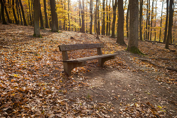 A park bench sits along a leaf-strewn path in the woods. The trees are changing color, indicating it is autumn. The bench offers a place to rest and enjoy the fall scenery.