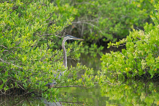 istock Great Blue Heron Hiding Behind Bushesm(Ardea herodias), Florida, USA 2244619973