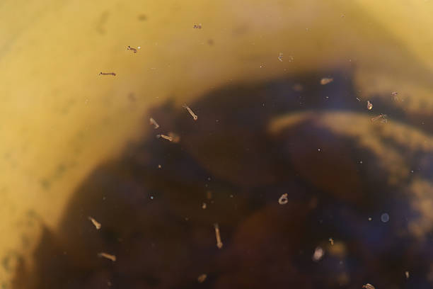 istock Mosquito and insect water larvae in a plastic bucke 2244620390