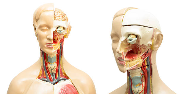 istock Human model anatomy isolated on white background for medical training course, teaching medicine education. 2244620627