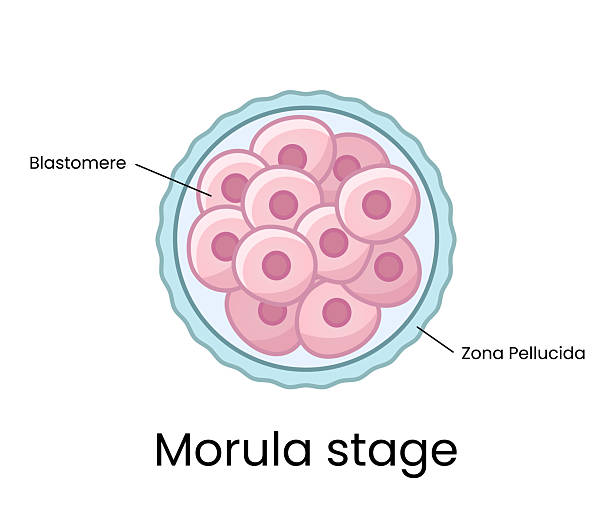 Morula Designs 190+ Oogenesis Stock Photos, Pictures & Royalty-Free Images - iStock
