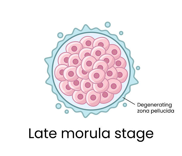 Morula Designs 190+ Oogenesis Stock Photos, Pictures & Royalty-Free Images - iStock